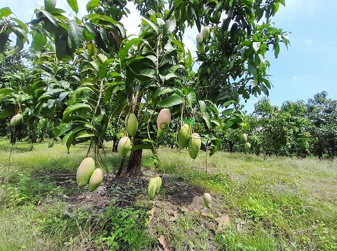 Hình ảnh Cần bán đất vườn xoài siêu đẹp, rẻ ở La Ngà - Định Quán