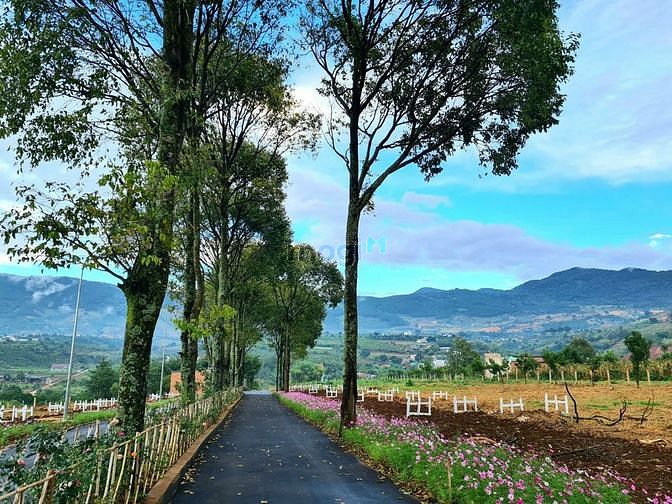Hình ảnh Bán đất nền view đồi núi săn mây gần Đà Lạt giá chỉ 2.450 tỷ lổ 306m2