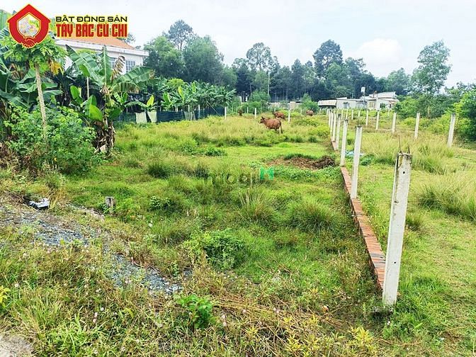 Hình ảnh Đất đường 387 - 125m2 - 5x27 - 118m2 thổ cư - xã Tân An Hội - Củ Chi