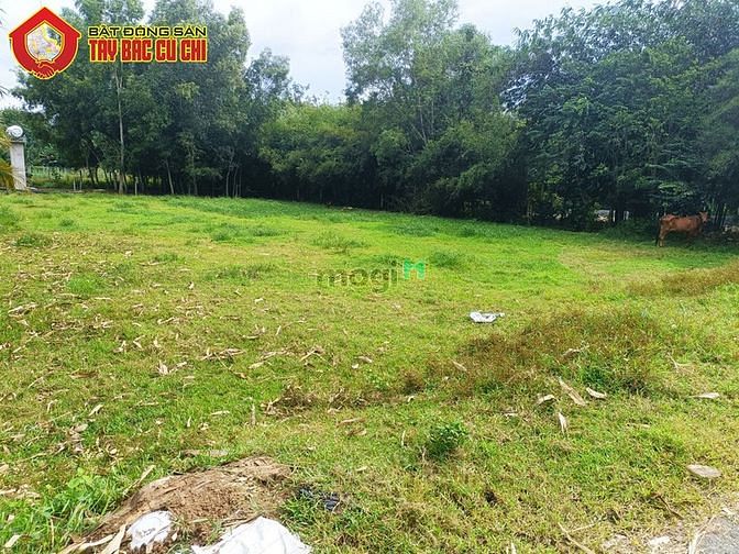 Hình ảnh Đất đường Hà Thị Kiểm - 1117m2 - 26x43 - 300m2 thổ cư - Củ Chi