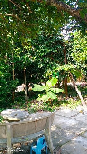 Hình ảnh nhà sân vườn bình nhâm sổ riêng