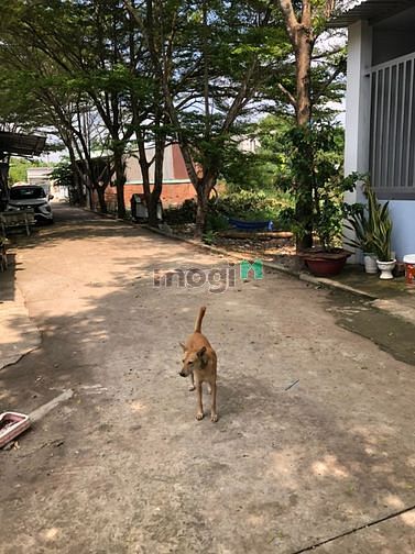 Hình ảnh Cần bán Đất Xã Tân Định, Bến Cát, Diện tích 100m², Giá 880 Triệu - LH: