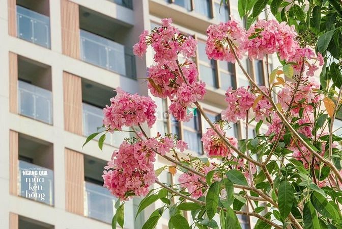 Hình ảnh Dự án The Peak Midtown Phú Mỹ Hưng