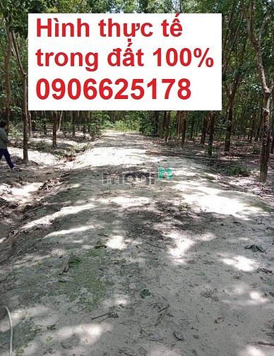 Hình ảnh 🎉🎉 Bán 1,7 hecta đất cao su Hớn Quản giá Rẻ nhất thị trường
