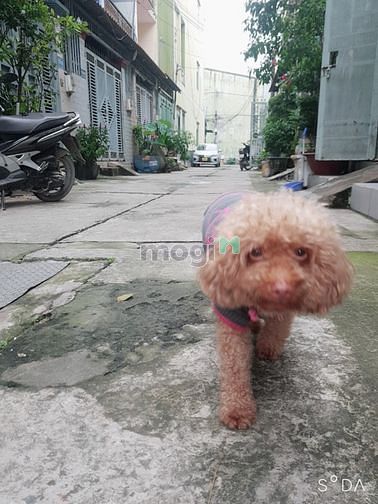 Hình ảnh Bán nhà hẻm HL 80, Bình hưng hòa B, Bình tân, Cực đẹp 1t2l