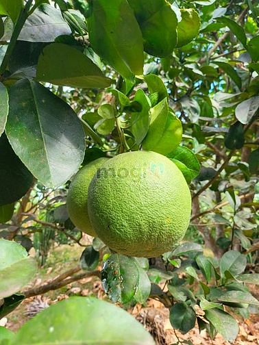 Hình ảnh Bán gấp vườn bưởi da xanh, trái quanh năm suốt tháng.