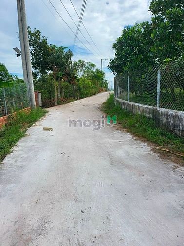 Hình ảnh Bán gấp vườn bưởi da xanh, trái quanh năm suốt tháng.
