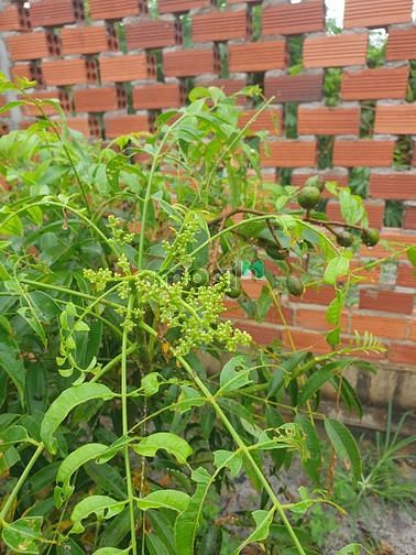 Hình ảnh chính củ cần tiền bán đất vườn thổ cư giá 3.2 triệu đồng /1m2