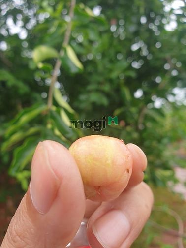 Hình ảnh chính củ cần tiền bán đất vườn thổ cư giá 3.2 triệu đồng /1m2