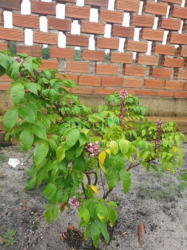 Hình ảnh chính củ cần tiền bán đất vườn thổ cư giá 3.2 triệu đồng /1m2