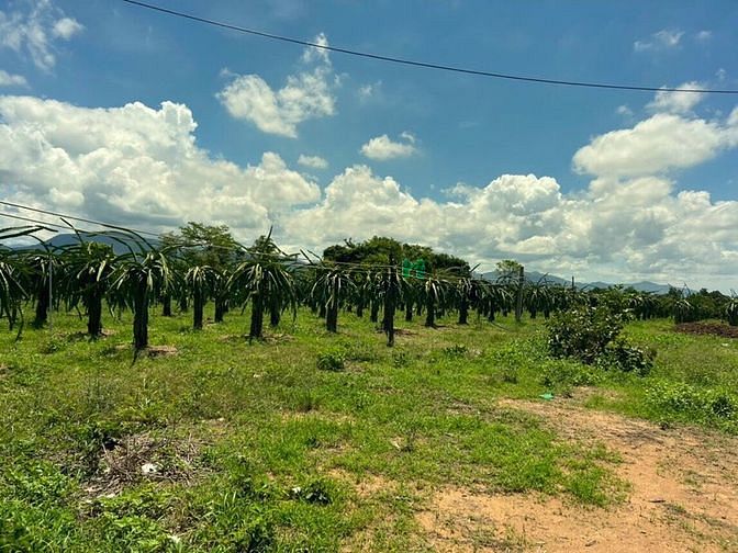 Hình ảnh 6sào đất Bình Thuận, sau KCN, 60m mt oto, cách cao tốc 4km, chỉ 1,3tỷ