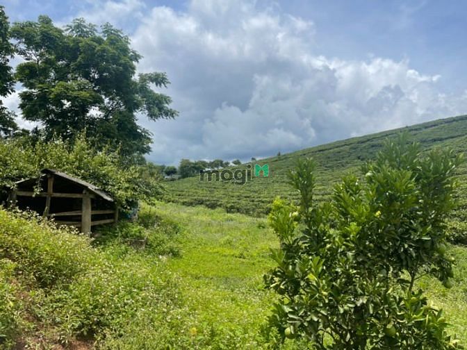 Hình ảnh Bán Mảnh đất 2100m2 tại Mộc Châu ,giá chỉ hơn 800 ngàn/1m2