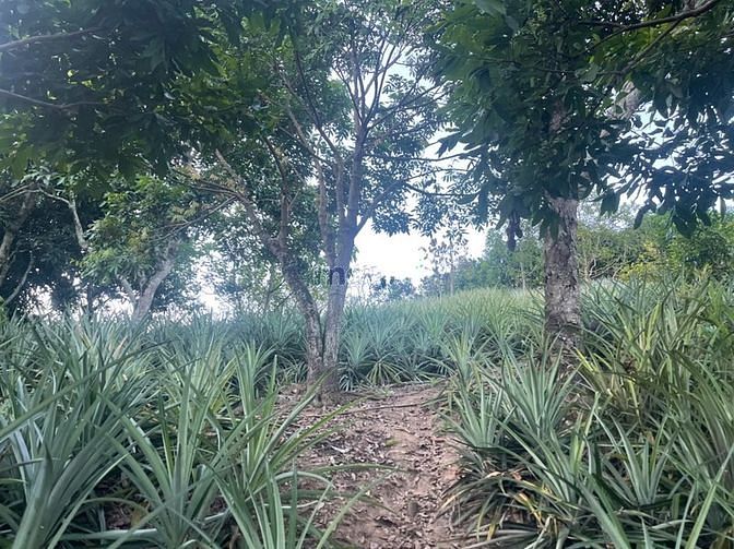 Hình ảnh Cao nguyên Mộc Châu bán mảnh đất 9000m2 có sổ đỏ ,giá ao bèo