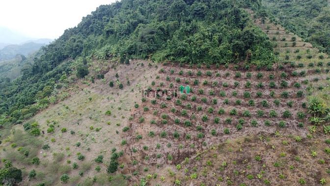 Hình ảnh Cao nguyên Mộc Châu bán mảnh đất 9000m2 có sổ đỏ ,giá ao bèo
