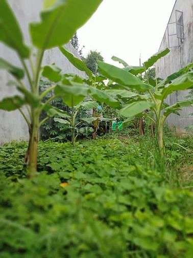 Hình ảnh Miếng đất đang cho anh họ thuê trồng chuối cần bán gấp ở Bùi Văn Hòa.