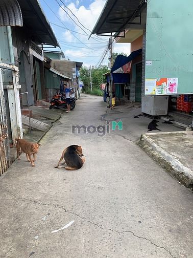 Hình ảnh Bán đất Bình Hòa 05, dân cư đông đúc