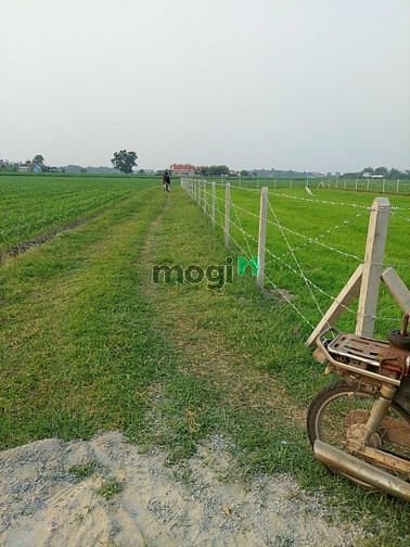 Hình ảnh Bán đất Củ Chi, 1240m2 đất vườn Củ Chi, giá 1,3 tỷ (Đo 2/12)