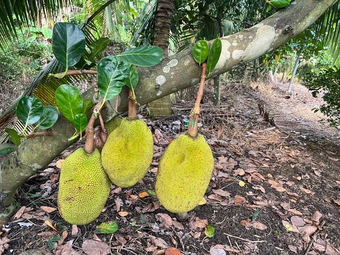 Hình ảnh Bán hơn 1sào3 đất vườn cây ăn trái