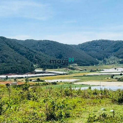 Hình ảnh Gia đình cần tiền bán rẻ đất gần Đà Lạt