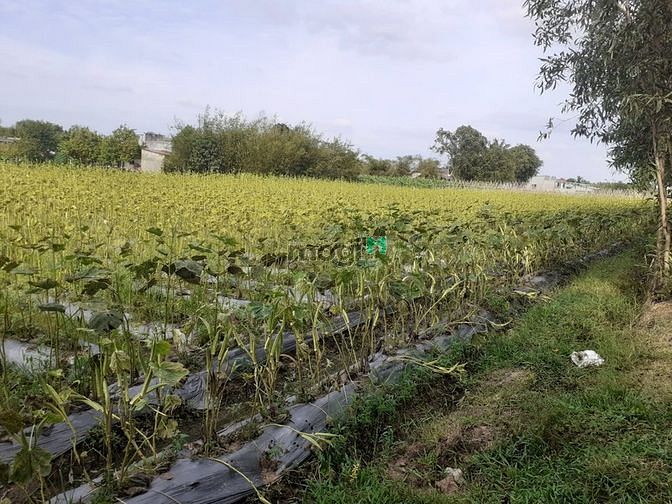 Hình ảnh Đất vườn 500m2 Đức Hòa Long An, SHR, đường xe ô tô
