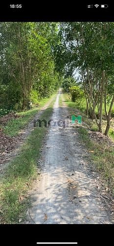 Hình ảnh Đất vườn 500m2 Đức Hòa Long An, SHR, đường xe ô tô
