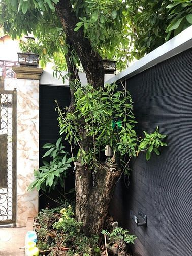 Hình ảnh Cho thuê biệt thự 4 tầng mới xây full nội thất ngay Dương Văn An