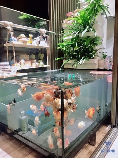 Hình ảnh Công năng ở và làm văn phòng! Thuê Trang Chủ MB66.COM / Đăng Ký Tặng 66K tầng 2 Phú Mỹ Hưng Quận 7