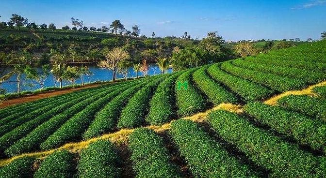 Hình ảnh Cần bán đất nền view đồi chè gần Đà Lạt 900 triệu 170m2