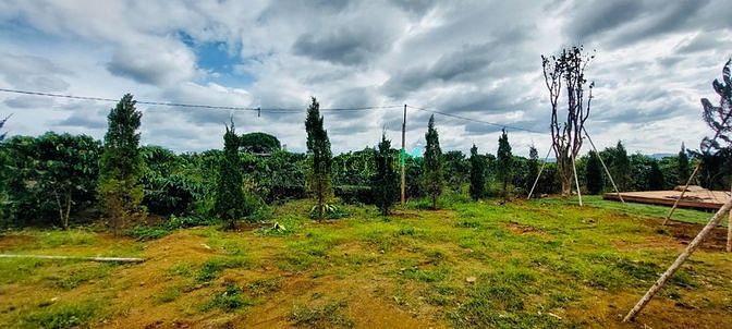 Hình ảnh Cần bán đất nền view đồi chè gần Đà Lạt 900 triệu 170m2