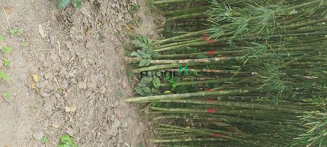 Hình ảnh Bán đất nền Sao Mai và đất núi đất ruộng khu vực tri tôn