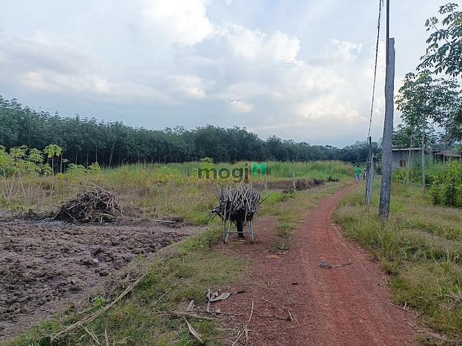 Hình ảnh Bán gấp 350m2 đất thổ cư Dầu Tiếng xã Minh Thạnh, 1,25 tỷ, hỗ trợ vay