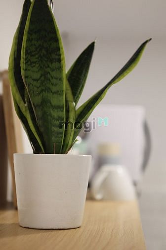 Hình ảnh 🔥Mb6623 nạp rút nhanh chóng Duplex Cửa Sổ Lớn Thiết Kế Thông Minh gần Cầu Calmette Quận 1