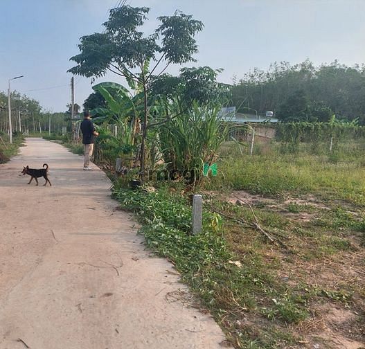 Hình ảnh Chính chủ đất thổ cư Gò Dầu cần bán gấp