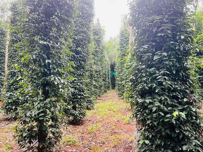 Hình ảnh CHỦ NGỘP ! BÁN ĐẤT TẶNG NHÀ (+ vườn cao su, tiêu)