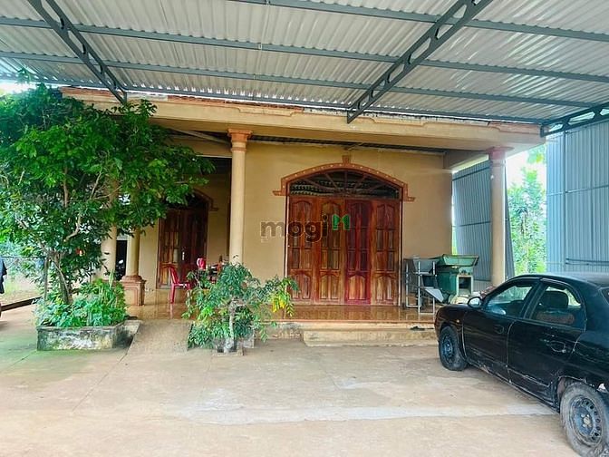 Hình ảnh CHỦ NGỘP ! BÁN ĐẤT TẶNG NHÀ (+ vườn cao su, tiêu)