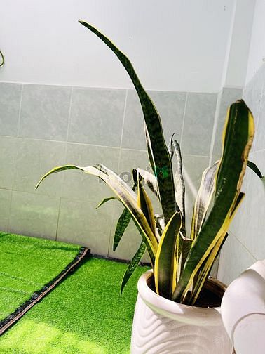 Hình ảnh ✅Mb6623 nạp rút nhanh chóng 1PN_Máy giặt riêng_Có sân vườn gần đại học Văn Lang✅