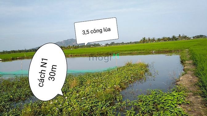 Hình ảnh Bán 3.5 công đất ruộng Châu Đốc có sổ đỏ