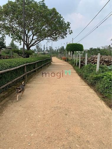 Hình ảnh Bán đất Tam Xuân 1, gần Quốc lộ 1
