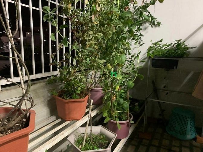Hình ảnh SIÊU PHẨM GÒ VẤP bán Lương Ngọc Quyến 66m2 SHR