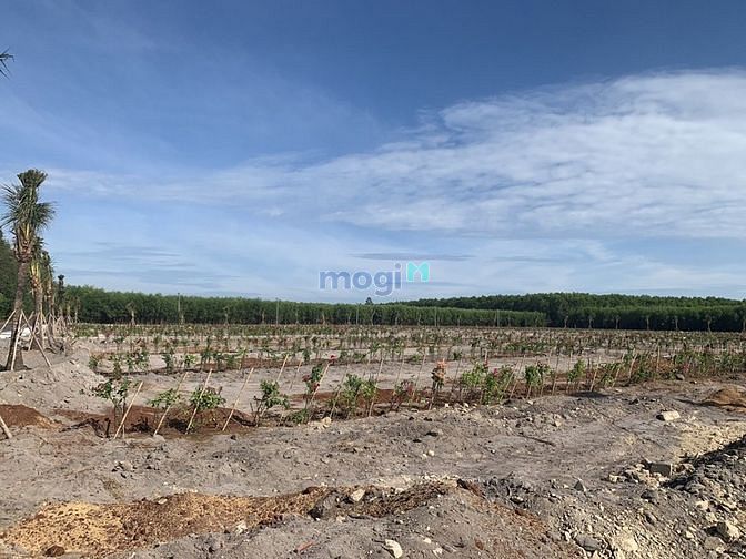 Hình ảnh Bán Đất Thổ Cư Gần Sân Bay Lộc An - Bà Rịa Vũng Tàu