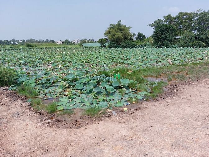 Hình ảnh Đất MT Dự Án Kênh Tham Lương, Tân Tạo, Bình Tân, 3.500m2, chỉ 45 tỷ