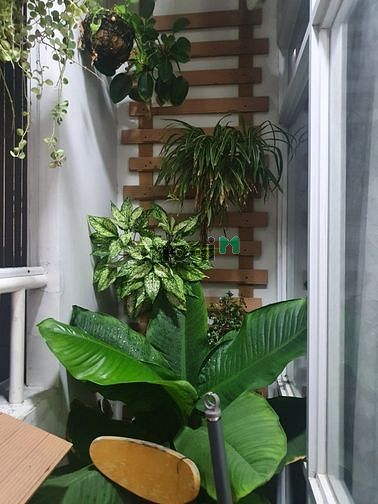 Hình ảnh Bán Trang Chủ MB66.COM / Đăng Ký Tặng 66K Him Lam Chợ Lớn Quận 6, giá tốt, có sổ