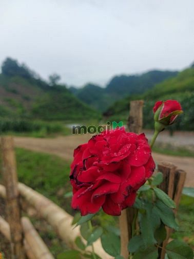 Hình ảnh cần bán 🌿Mảnh đất có diện tích 570m2