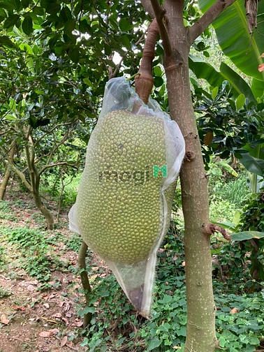 Hình ảnh bán 1000m2 đất shr, trung tâm định quán, chỉ cần 350tr sở hữu được