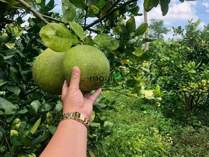 Hình ảnh bán đất tặng luôn nhà cấp 4, điện nước đầy đủ.