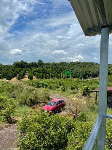 Hình ảnh vườn quýt Ngọc Định, view hồ Trị An.