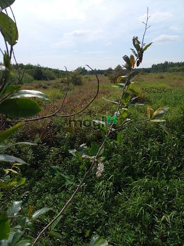 Hình ảnh Đất vườn chính chủ sổ đỏ tân phước tiền giang