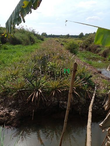 Hình ảnh Đất vườn chính chủ sổ đỏ tân phước tiền giang