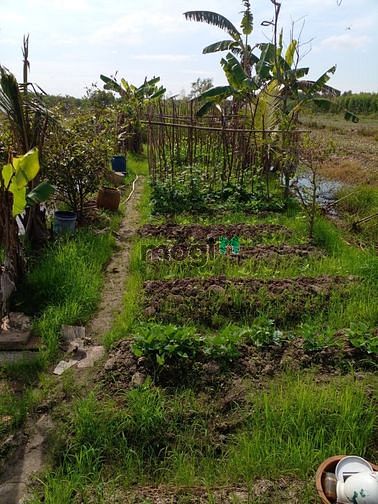Hình ảnh Đất vườn chính chủ sổ đỏ tân phước tiền giang