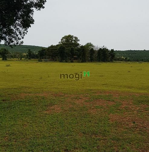 Hình ảnh Chỉ 267tr có 2177m2 đất vườn xã sông luỹ, bắc bình cách QL1A 2km